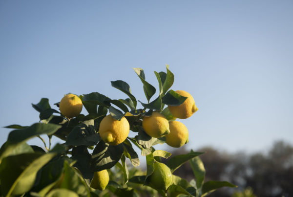 organic lemons